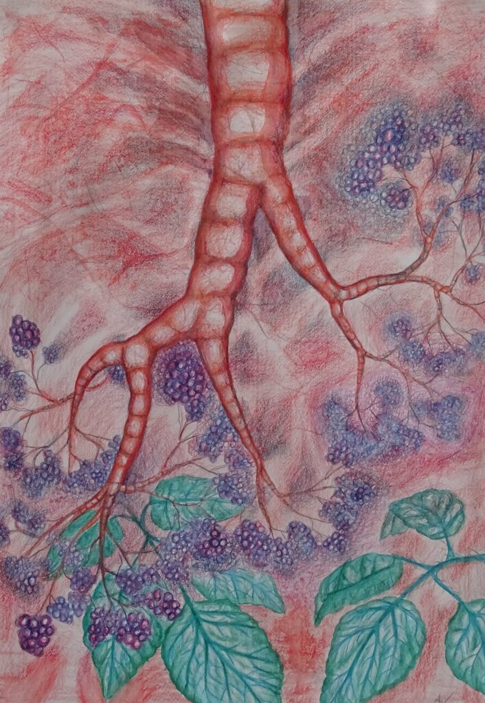 Zeichnung mit Aquarellstiften, Bronchien, die in Brombeerblättern und Brombeeren enden