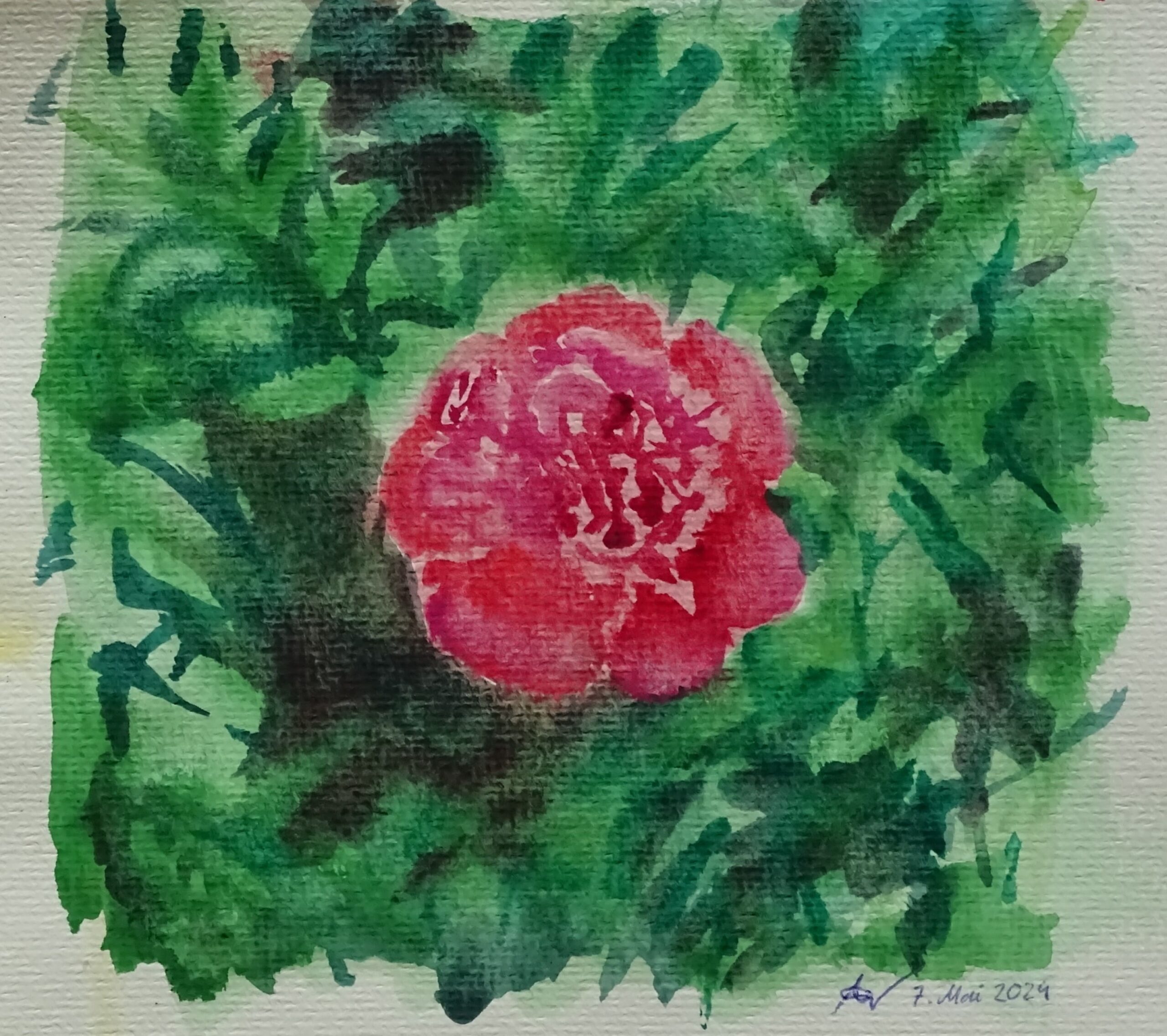 Aquarellskizze einer Pfingstrose
