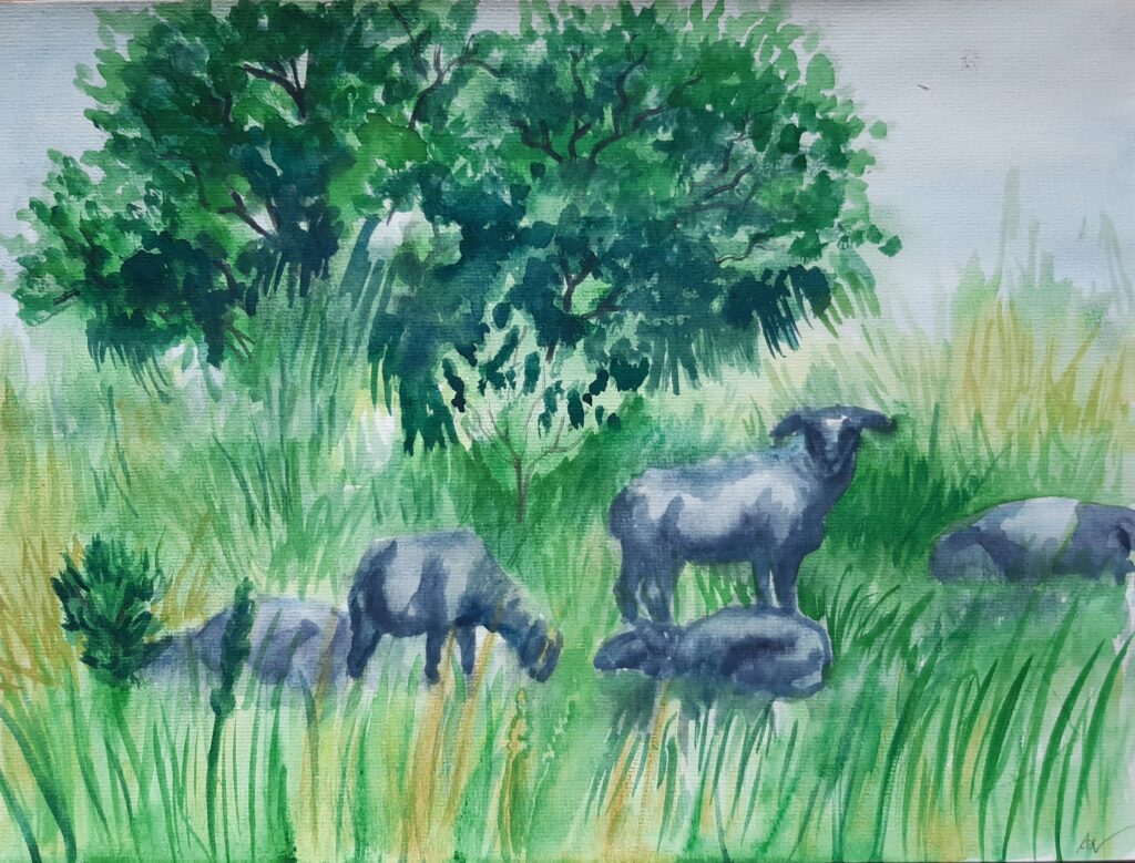 Aquarellbild einer Herde grasender und ruhender Schafe in einer Landschaft mit hohen Gräsern und Büschen